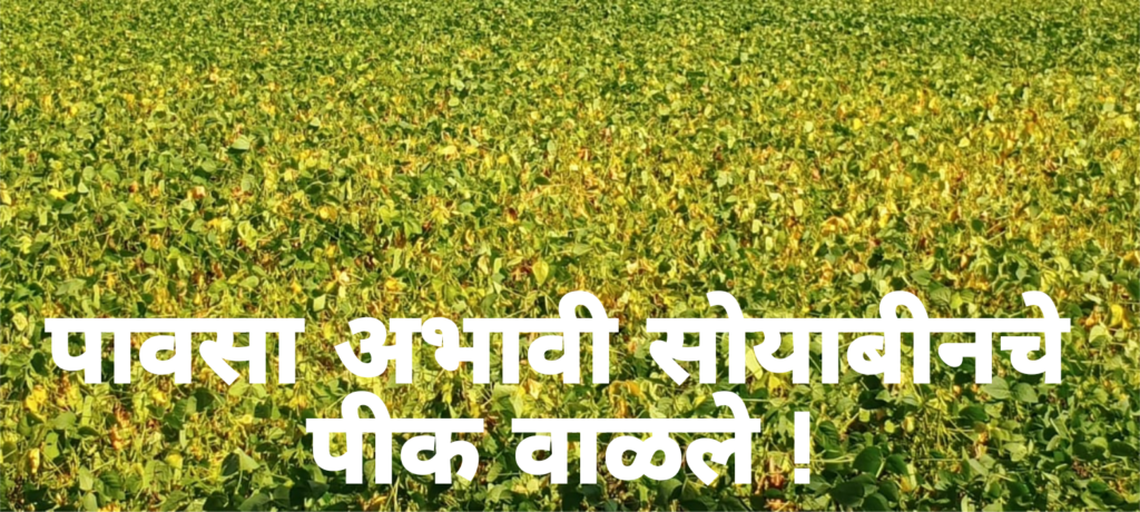 पावसा अभावी शेतातील सोयाबीनचे पीक वाळले !
