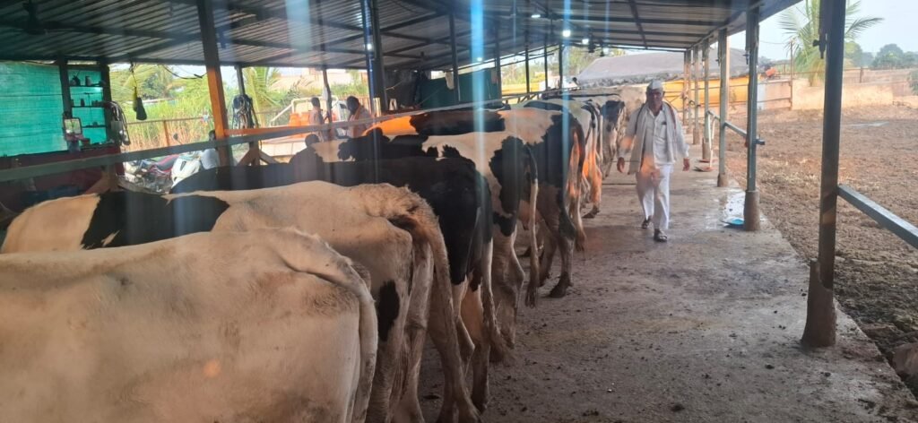 योगेश कर्डीले यांचा प्रेरणादायी प्रवास, मुक्त गोठ्यात पाच वरुन पन्नास गाईंचा यशस्वी प्रयोग, मासिक दिड लाखाचे उत्पन्न